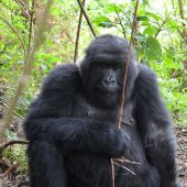  Gorilla (Congo)